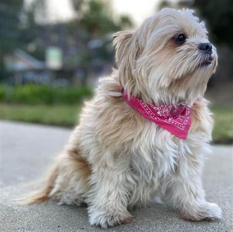 Is The Lovable Shih Tzu Pomeranian Mix The Right Pet For You K9 Web
