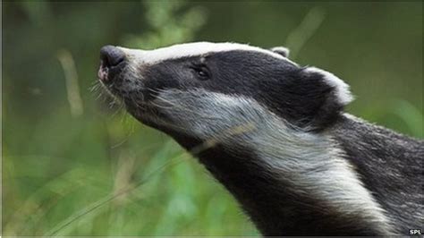 Badger Cull Targets Announced For Gloucestershire And Somerset Bbc News