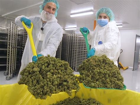 Cannabis 8 Erstaunliche Fakten über Die Marihuana Industrie In Den Usa Business Insider
