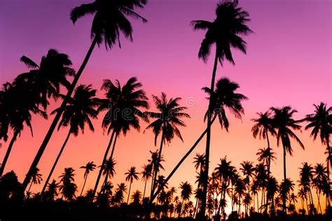 Silhouette Coconut Palm Trees With Sunset Stock Photo Image Of