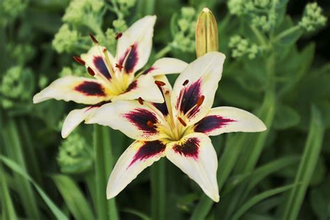 Top Lilies For Your Flower Garden Longfield Gardens