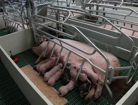 Crianza De Cerdos Todo Sobre Porcicultura Y Asesoramiento