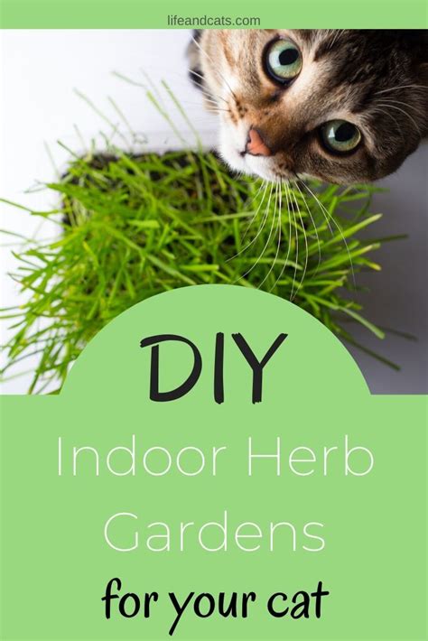 How to Grow a Cat-Friendly Herb Garden in 2020 | Herbs ...
