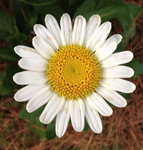 Maybe you would like to learn more about one of these? Daisy! | Daisy, Plants, Beauty