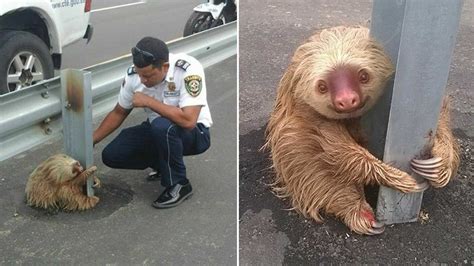 Adorable But Frightened Sloth Rescued From Side Of Highway In Ecuador