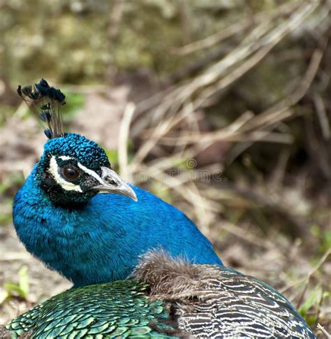 Indian Blue Peacock Stock Image Image Of Detail Colorful 151681869