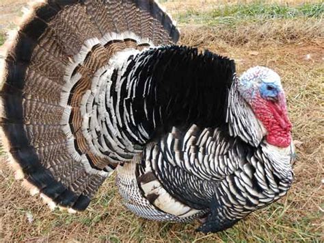 Wild Turkey Breeds Species Description Behavior Habitat Birdbaron