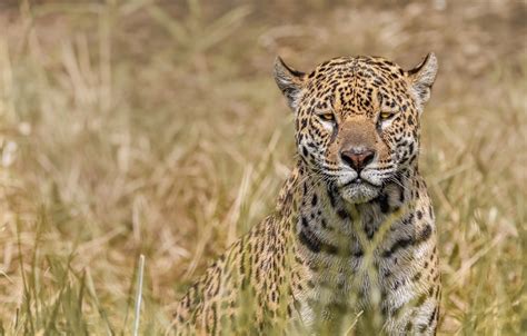 Wallpaper Look Face Predator Jaguar Wild Cat Bokeh Images For