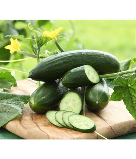 Website dehner mannheim oeffnungszeiten unique gashi garten und Dehner Gourmet Garten Vespergurke, veredelt | Dehner