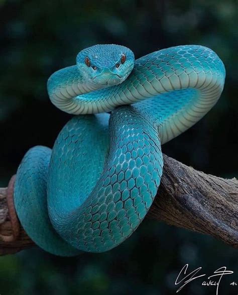 Does A Blue Racer Snake Like To Chase People Quora