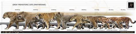 The Body Size And Weight Of The Ngandong Tiger Panthera Tigris