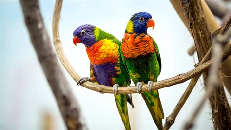 Parrot Pair 4k Wallpapers Hd Wallpapers Id 20010