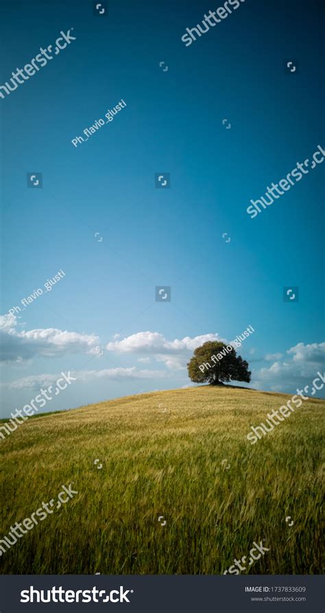 Big Oak Tree Tuscan Hills Stock Photo 1737833609 Shutterstock