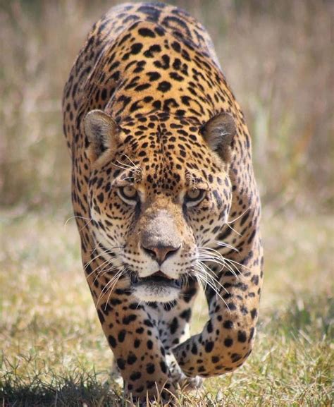 Pin by Fm_top2020 on Wild animals | Jaguar pictures, Animals wild