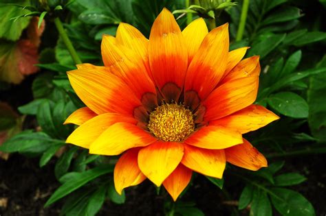 African Daisy Flower Gazania Free Photo On Pixabay Pixabay