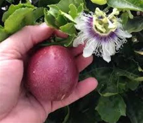 Passion Fruit Plant Passiflora Purple Possum Passion Fruit Etsy