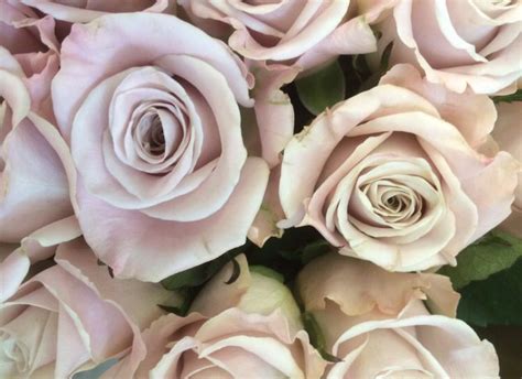 Mentha Rose Dusky Pink Weddings Pink Wedding Flowers