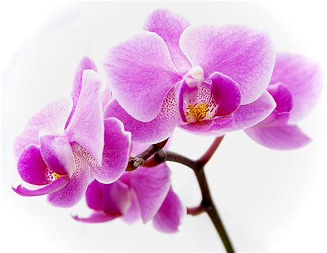 Purple Orchid Wallpapers Wallpaper Cave