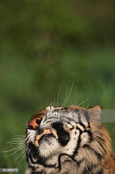 Bengal Tiger Panthera Tigris Tigris Baring Teeth Close Up Photos And