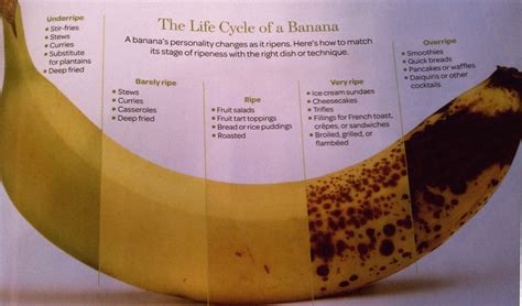 Banana Life Cycle Banana Banana Curry Food