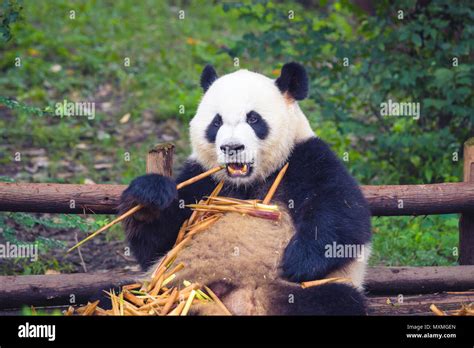 Panda Gigante Comiendo Bambú Acostada Sobre La Madera En Chengdu