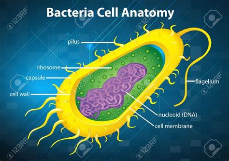 Las Bacterias — Wikisabio