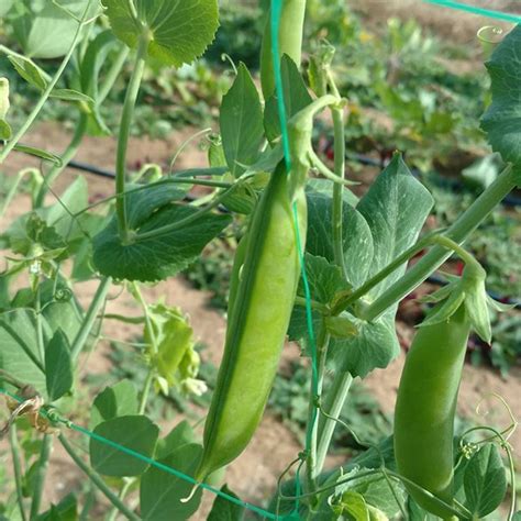 Time For The Late Fall Crop Of Sugar Snap Peas Here At Avalonfarms