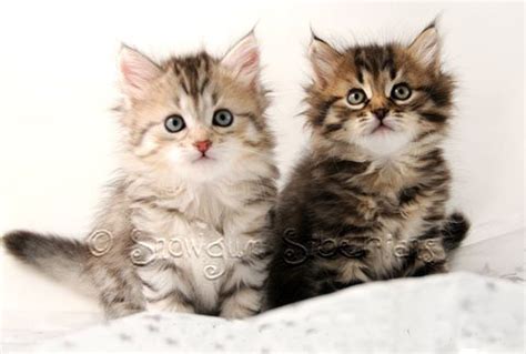 Food allergies are not as much of a problem for cats as they can be for dogs, but they are still problematic when they occur. Available Siberian Kittens Sydney 2015!