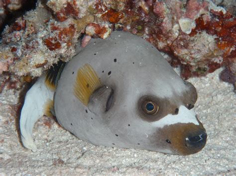 Dogface Pufferfish Love Pinterest Marine Life