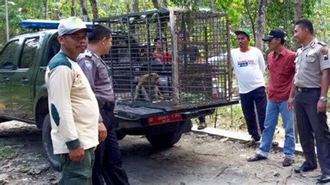 Beberapa di antaranya bahkan dijual dengan harga ekonomis. TNI-Polri dikerahkan untuk buru monyet di Jawa Tengah ...