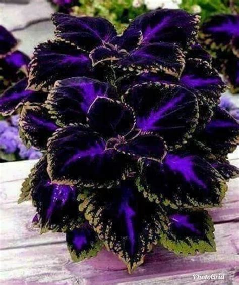 Purple Passion Coleus Flower Container Gardening Flowers Shade