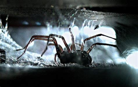 Blog The Trick To Keeping House Spiders Out Of Your Boston Home