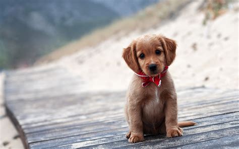 Animals Dog Puppies Wooden Surface Wallpapers Hd