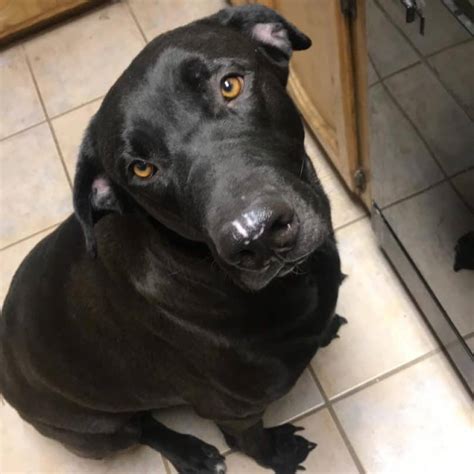 Labradane Puppies