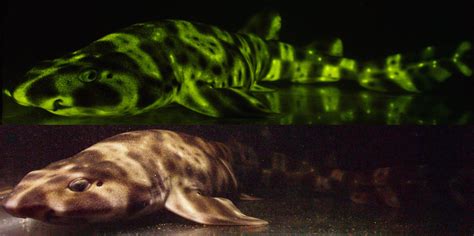 Scientists Create New Camera To Study Glowing Sharks