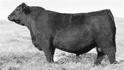 Black Angus Bull Breaks Record Sells For 350000