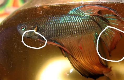7 Jenis Penyakit Ikan Cupang Dan Cara Mengatasinya Sideid