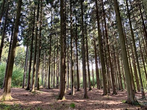 Mooiste Bossen In Nederland Heerlijk Wandelen Erop Uit In De Natuur