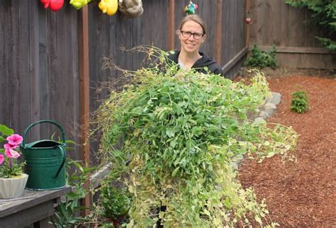 Mavis Garden Blog Replanting Zucchini Plants Again One Hundred