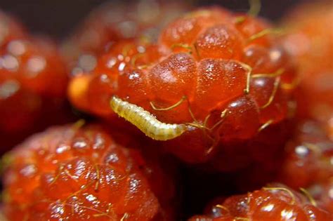 How To Control Raspberry Fruitworms Gardeners Path