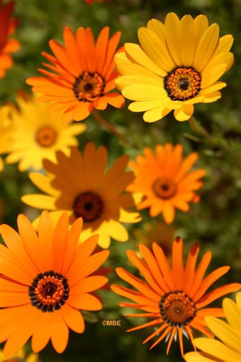 Thousands of new flower vector resources are added every day. Reference Photos for Artists: Flowers