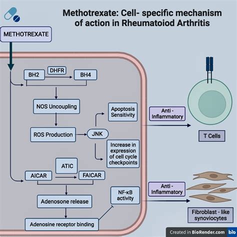 Methotrexate Cell—specific Mechanism Of Action In Rheumatoid