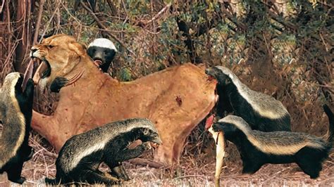 Honey Badger Is The Most Aggressive And Fearless Animal In The World