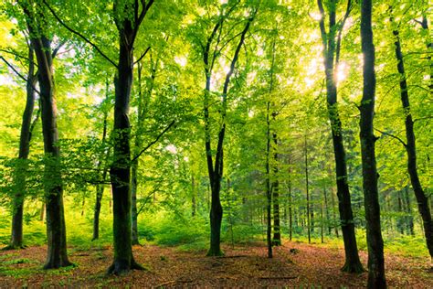 Beech Tree Forest Natural Free Stock Photos Rgbstock Free Stock