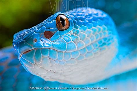 White Lipped Island Pit Viper Stock Photo Minden Pictures