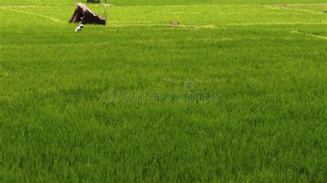 Rice Plantations Green Fields Agriculture Stock Image Image Of