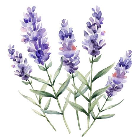 Watercolor Lavender Flower Clip Art Lavender Purple Violet Png