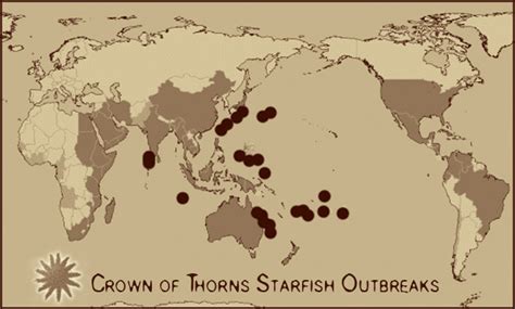 Crown Of Thorns Starfish Untamed Science