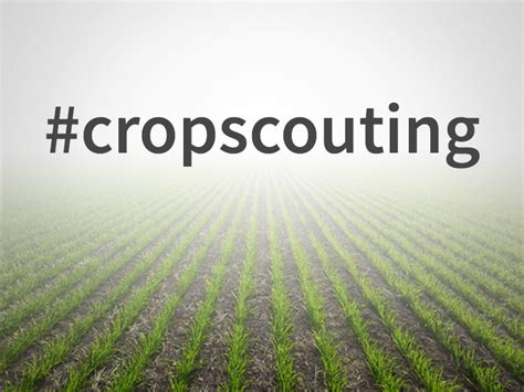 Tips For Successful Crop Scouting Decisive Farming By Telus Agriculture