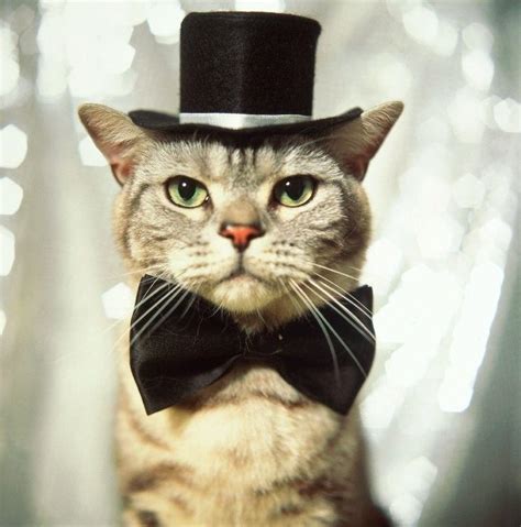 Just 20 Cats In Hats No More No Less Favrify